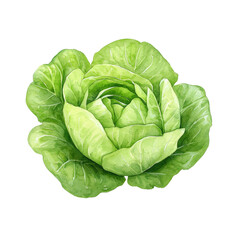 Fototapeta premium Fresh green lettuce with vibrant leaves on a black background
