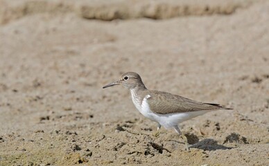 Common Sandpiper (Actitis hypoleucos) Crete, Greece 