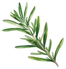 Fototapeta premium PNG Rosemary leaf herbal herbs plant.