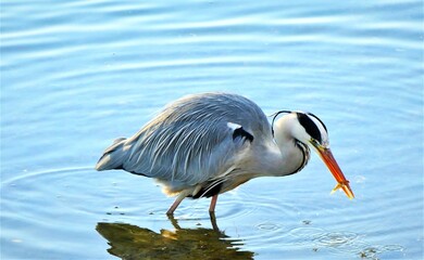 Heron bird hunt and eating fish from the lake