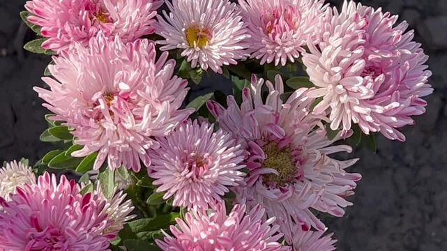 flowers of pink asters on a bush in a flower bed on a garden plot in autumn close-up
