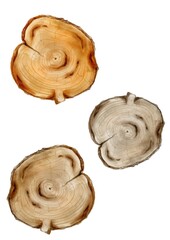 Isolated Tree Cut Elements: Rustic Stump Texture with Radial Grain, Aged Wood, and Organic Forest Design