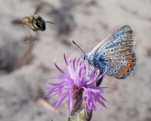 butterfly on flower