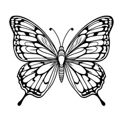 butterfly illustration