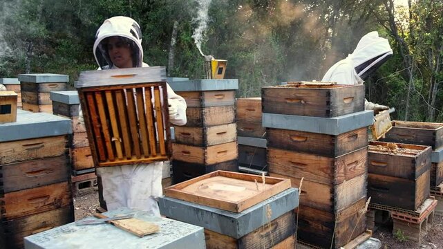 A beekeeper carefully collects a box filled with freshly harvested organic honeycombs from a busy apiary surrounded by nature.