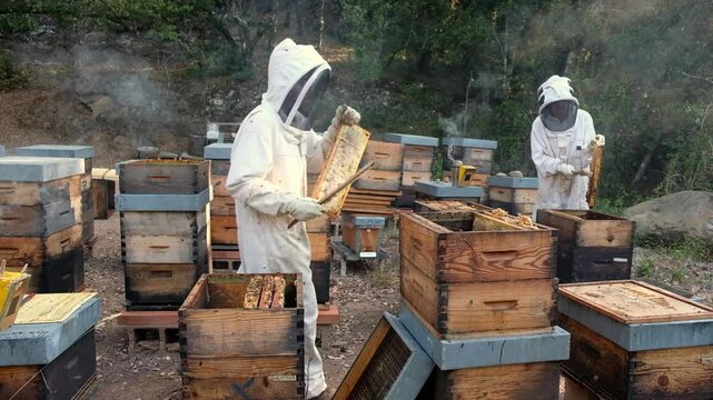Beekeepers Harvesting Honey Amid Wooden Beehives in a Forest Apiary During Summer