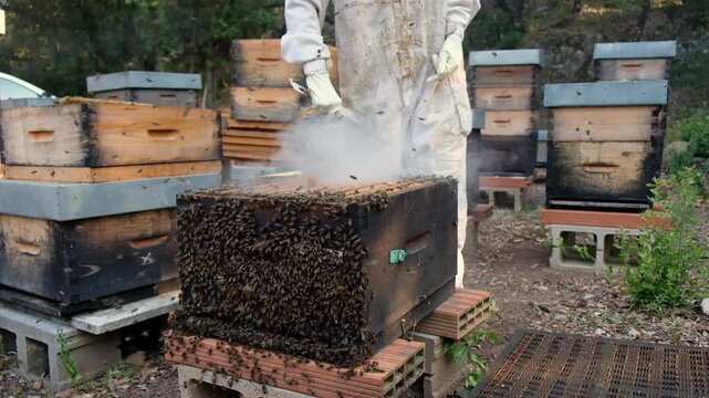 A beekeeper uses smoke to calm bees while tending to a bustling hive surrounded by other beehives in a serene outdoor setting.