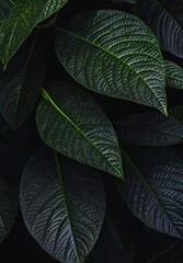Obraz premium A green plant leaf in a garden, textured green abstract background