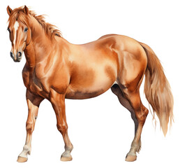 Obraz premium PNG Illustration of horse stallion animal mammal.