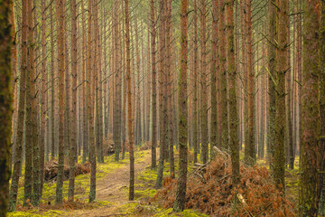 Obraz premium Beautiful pine forest on a summer day.