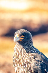 Striated Caracara Sea Lion Island The Falkland Islands