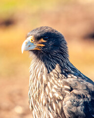 Striated Caracara Sea Lion Island The Falkland Islands