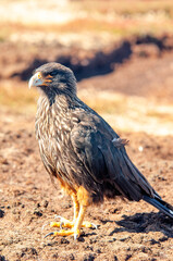 Striated Caracara Sea Lion Island The Falkland Islands