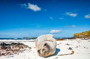 Elephant Seal Pups Sea Lion Island The Falkland Islands
