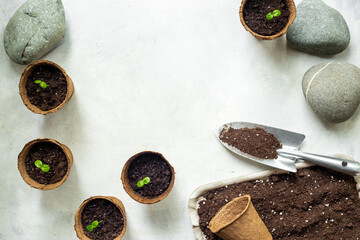 Gardening at home. Passion fruit seedlings in peat pots, top view