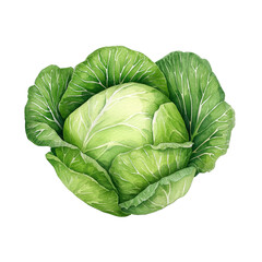 Fototapeta premium Fresh green cabbage with layered leaves, hand painted illustration