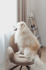 A fluffy dog sitting on a cozy chair by the window, enjoying the sunlight in a minimalist living room setting