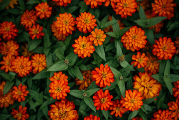 Vibrant Orange Flowers with Green Leaves in Garden