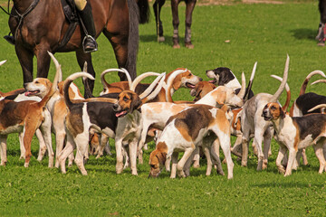 Fuchsjagd mit Hunden