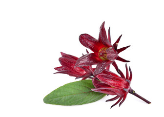 Hibiscus sabdariffa or roselle fruits isolated on white background