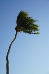 Coconut tree with windy and blue sky background