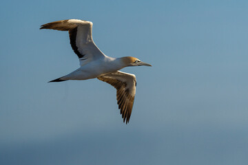 Cape gannet (Morus capensis) in flight. Bird Island, Lambert's Bay, Western Cape, South Africa.