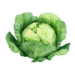 Obraz premium Fresh green cabbage with detailed leaves and texture