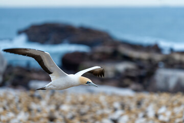 Cape gannet (Morus capensis) in flight. Bird Island, Lambert's Bay, Western Cape, South Africa.