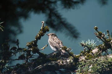 a spotted flycatcher male , muscicapa striata, perching on a fir at a autumn morning