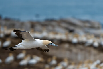 Cape gannet (Morus capensis) in flight. Bird Island, Lambert's Bay, Western Cape, South Africa.