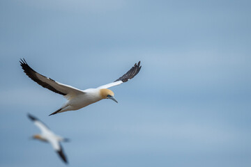 Cape gannet (Morus capensis) in flight. Bird Island, Lambert's Bay, Western Cape, South Africa.