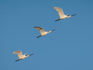 Fototapeta premium Eurasian spoonbill (Platalea leucorodia).