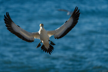 Cape gannet (Morus capensis) in flight. Bird Island, Lambert's Bay, Western Cape, South Africa.