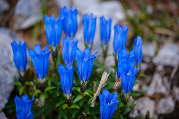 Blue Gentian Flowers in the Alps