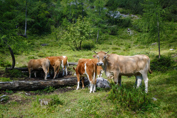 Animals grazing on Molička planina in Slovenia