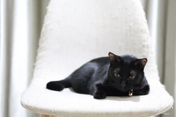 A close-up photo of a black cat with bright green eyes, lying comfortably on a white chair. The cat is relaxed and appears to be enjoying its surroundings.