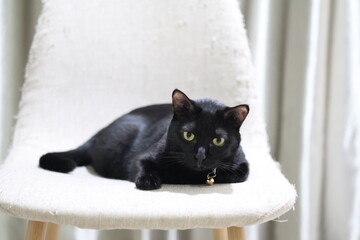 A close-up photo of a black cat with bright green eyes, lying comfortably on a white chair. The cat is relaxed and appears to be enjoying its surroundings.