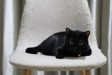 A close-up photo of a black cat with bright green eyes, lying comfortably on a white chair. The cat is relaxed and appears to be enjoying its surroundings.