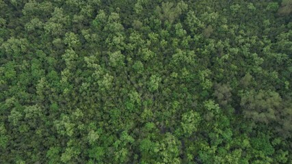 Aerial view of the mangrove in the Sundarbans, Khulna, Shyamnagar, Bangladesh