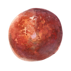 Plum hand-drawn watercolor illustration. Red purple plum, prune, speckled isolate. The fruit are painted in light watercolor painting from nature on white background. Summer sweet and ripe 2024 fruits