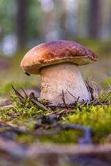 Closeup of a wild porcini mushroom growing in a Finnish forest. Boletus edulis fungus on a green moss floor. Southern Finland, Kymenlaakso, Hamina. Copy space. Selective focus