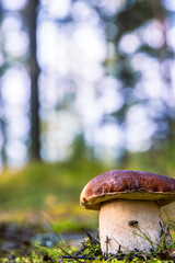 Closeup of a wild porcini mushroom growing in a Finnish forest. Boletus edulis fungus on a green moss floor. Southern Finland, Kymenlaakso, Hamina. Copy space. Selective focus