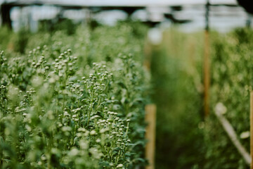 Green plants thriving in garden setting with long rows of vegetation stretching into background, showcasing healthy and vibrant foliage