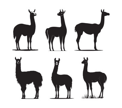 llama cartoon illustration vector design, Stylish llama silhouette set for creative artistic purposes, Llama illustration, minimalist llama vector - Powered by Adobe