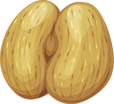 Coco de mer nut or sea coconut, uncommon plant seed kernel for food, vector icon. Uncommon tropical nuts of Seychelles, Lodoicea or Coco de mer and or sea coconut peeled for edible seed foodstuff
