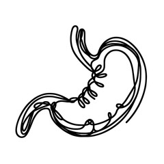 Human stomach in a line drawing