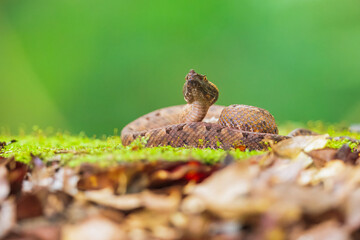 The rainforest hognosed pitviper or horned hog-nosed viper, 