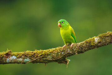 Tovi orange-chinned parakeet, Brotogeris jugularis, portrait of light green parrot with red head, Costa Rica. 