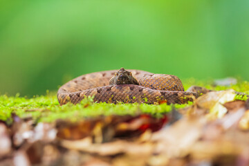 The rainforest hognosed pitviper or horned hog-nosed viper, 