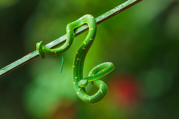 Snake Bothriechis lateralis, Green Side-stripe mountain Palm-Pitviper on the green palm tree. Viper in the dark jungle tropic forest, Monteverde Reserve in Costa Rica. Nature in Costa Rica.